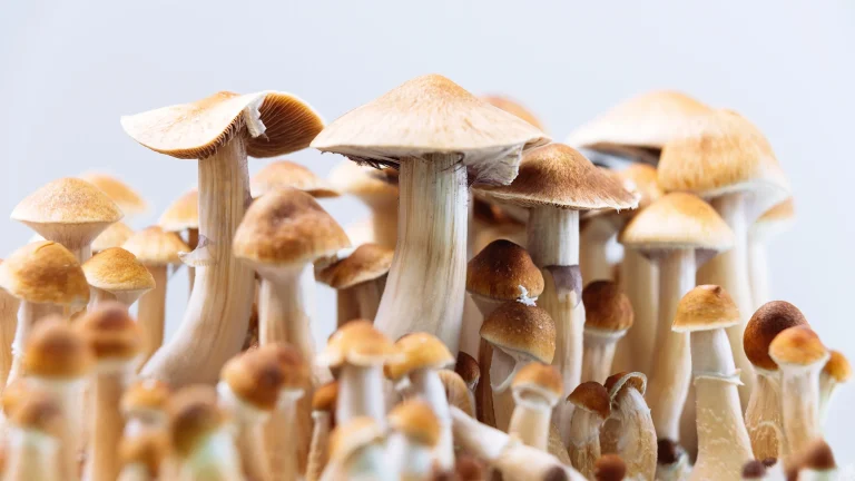 Magic Mushrooms: Terminology, Culture, and Responsible Awareness